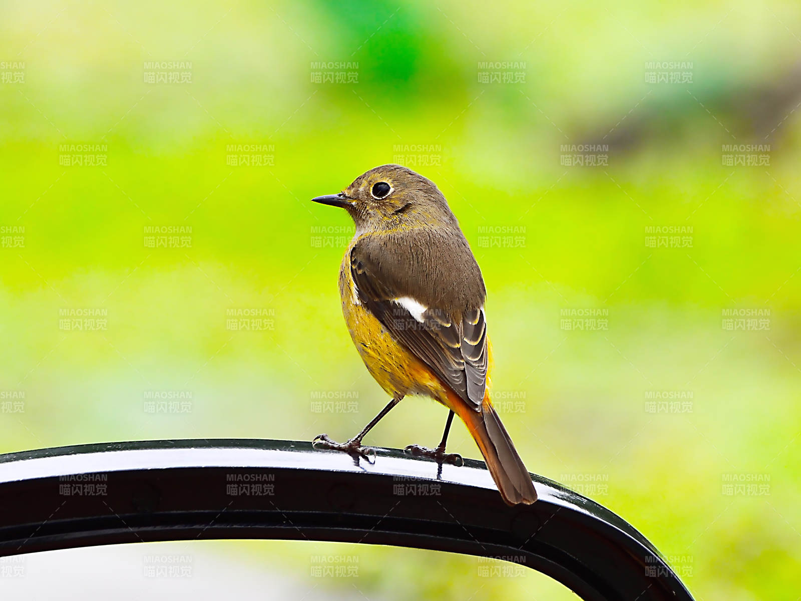 栖息在物体上的北红尾鸲图片