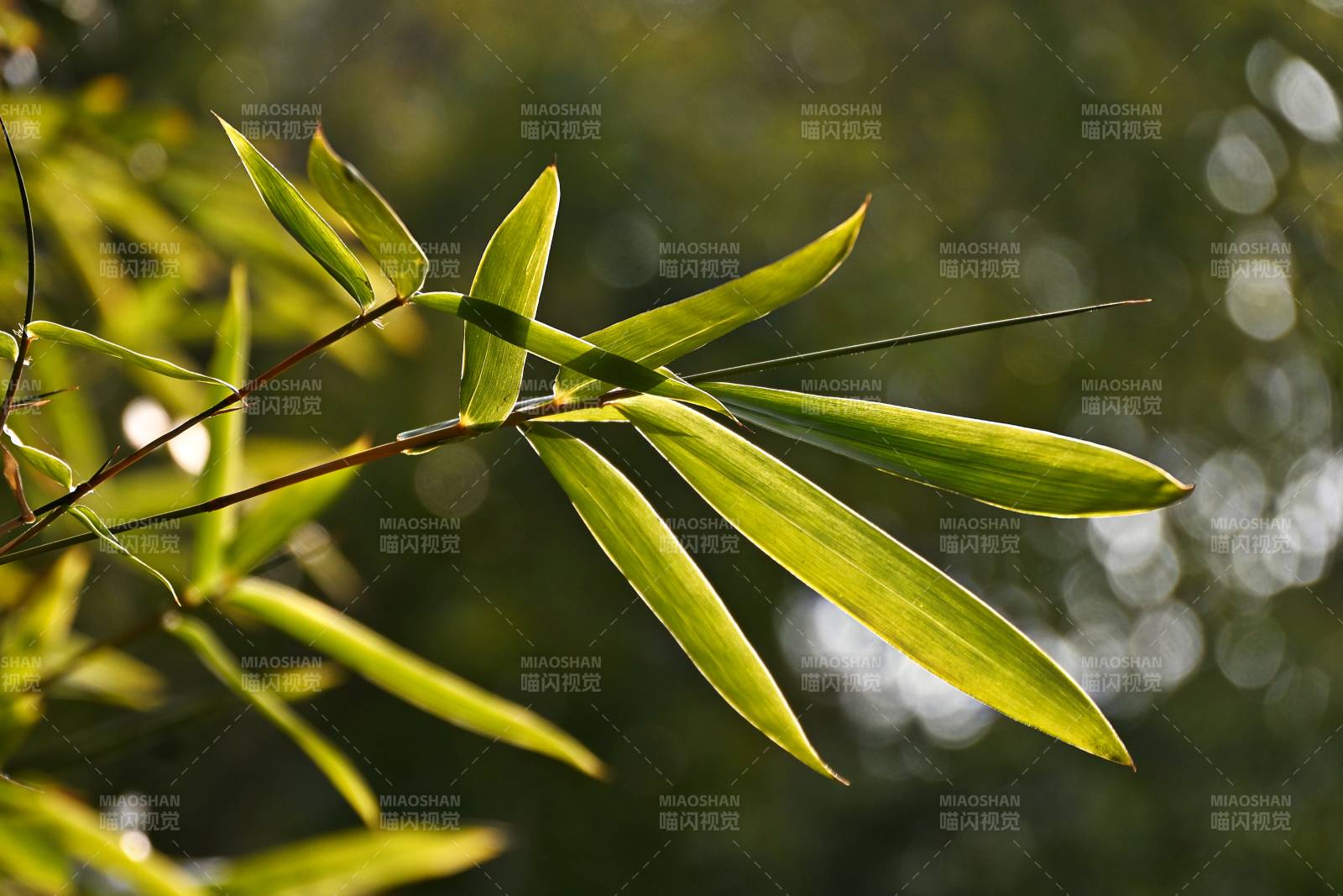 竹叶轻舞图片