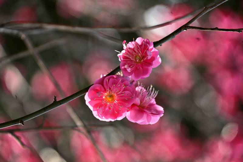 梅花绽放春意浓图片