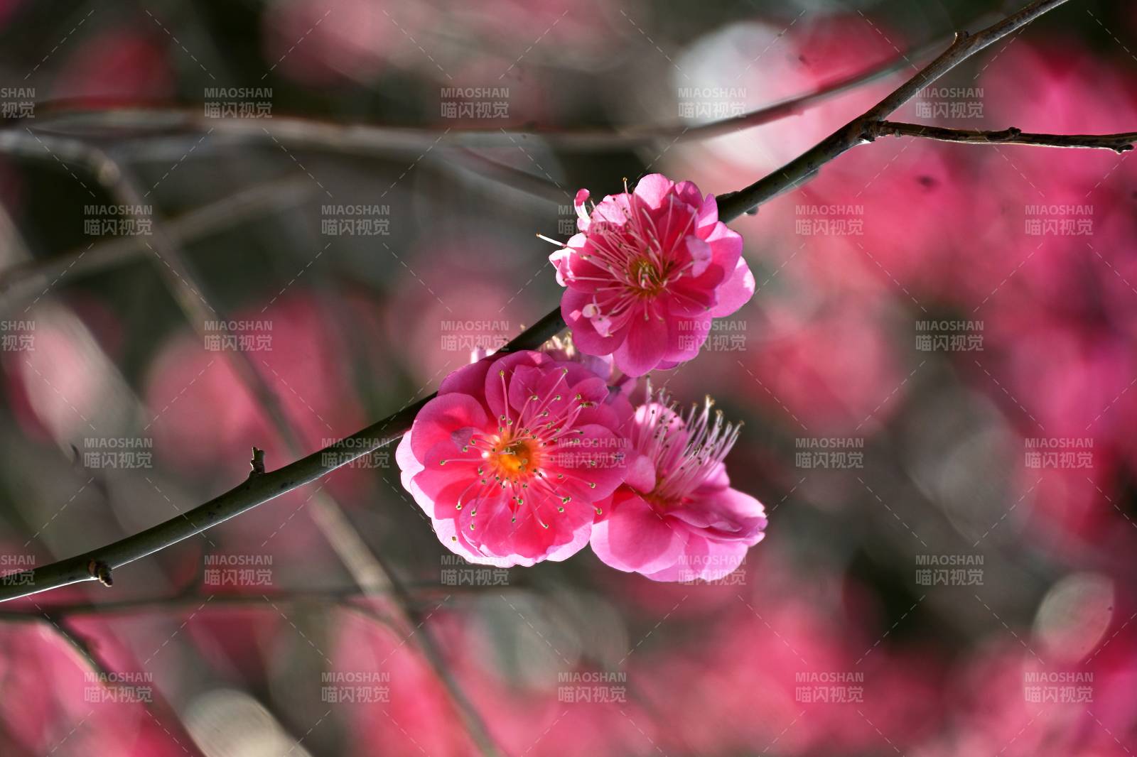 梅花绽放春意浓图片