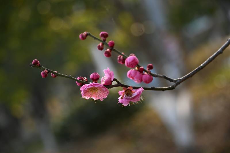 梅花绽放枝头图片