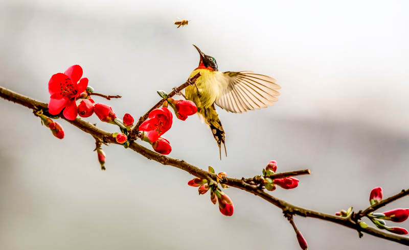 春之舞：蜂鸟恋花枝图片