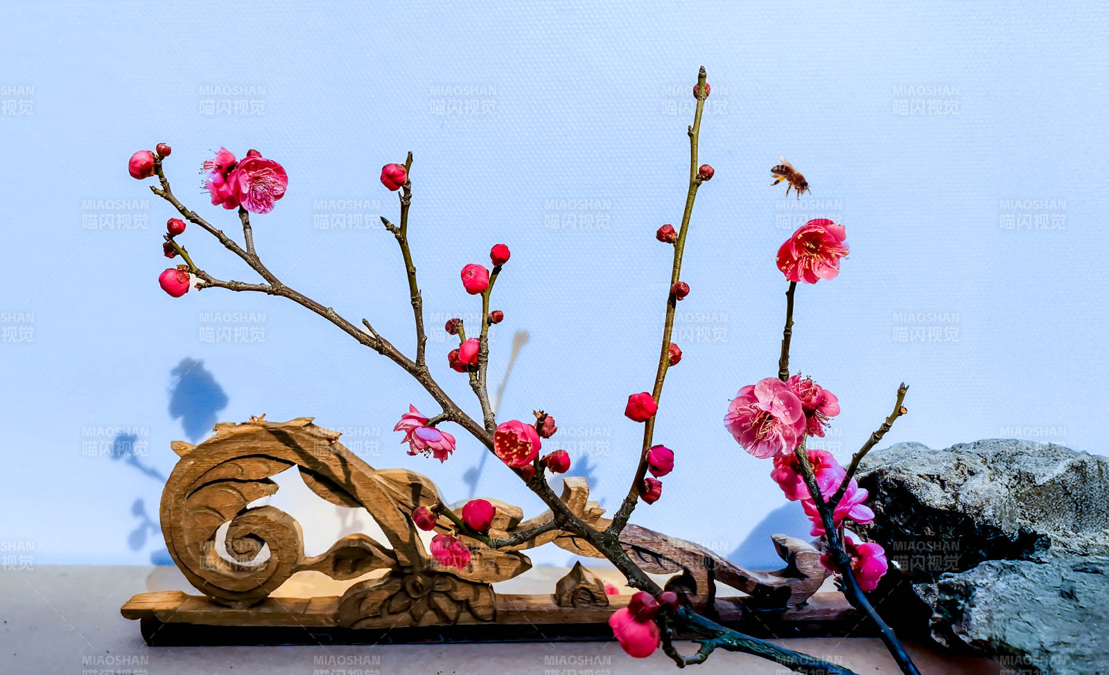 立春小品：梅花枝头春意浓图片