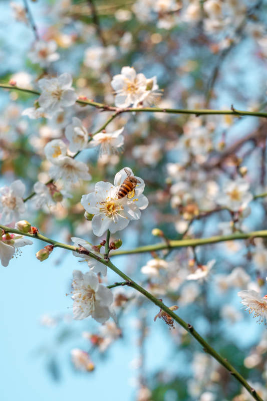 蜜蜂采白梅花图片