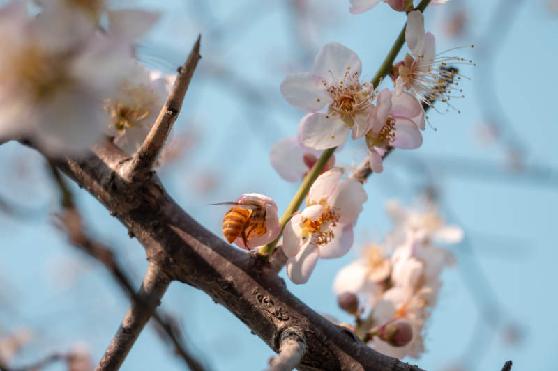 蜂采杏花春意浓图片