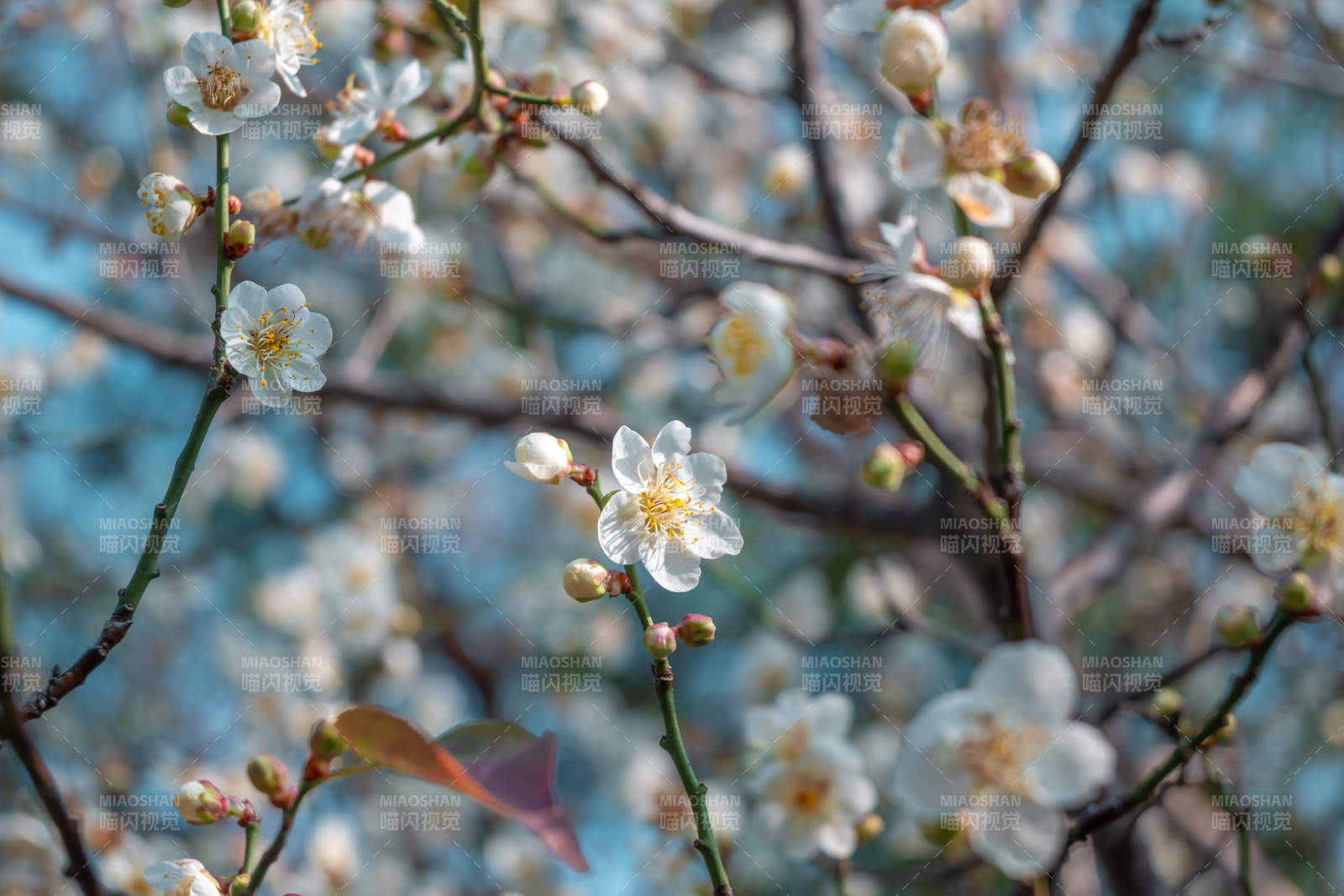 白梅花绽放枝头图片