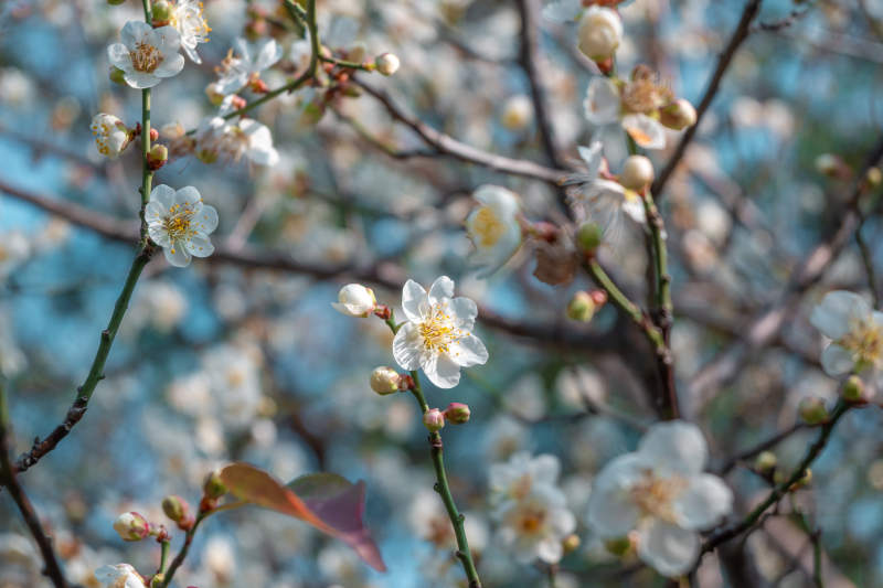 白梅花绽放枝头图片
