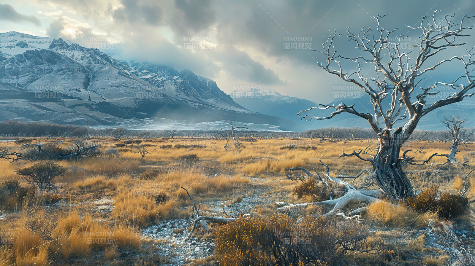 雪域荒原孤树图片