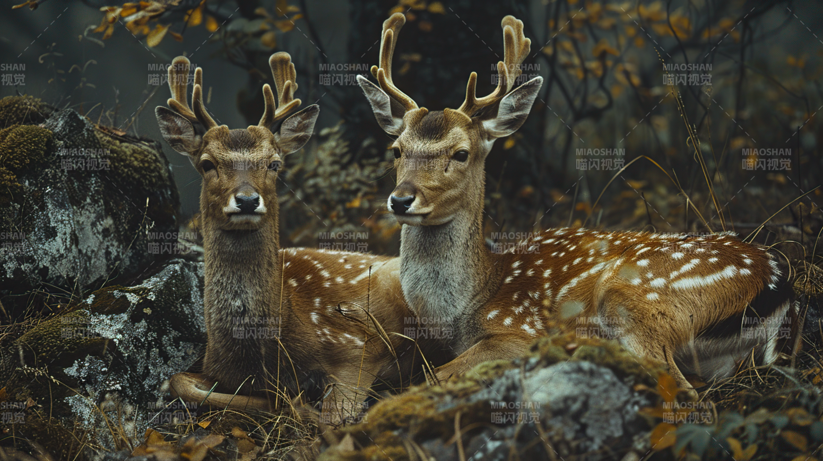 林间双鹿静栖图片