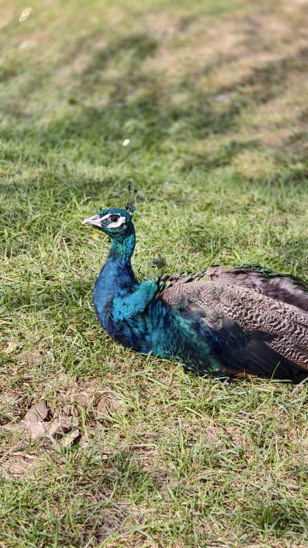 孔雀静卧草地上图片