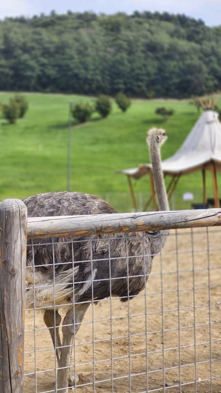 鸵鸟园中悠闲时光图片