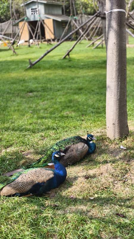 孔雀栖息树下图片