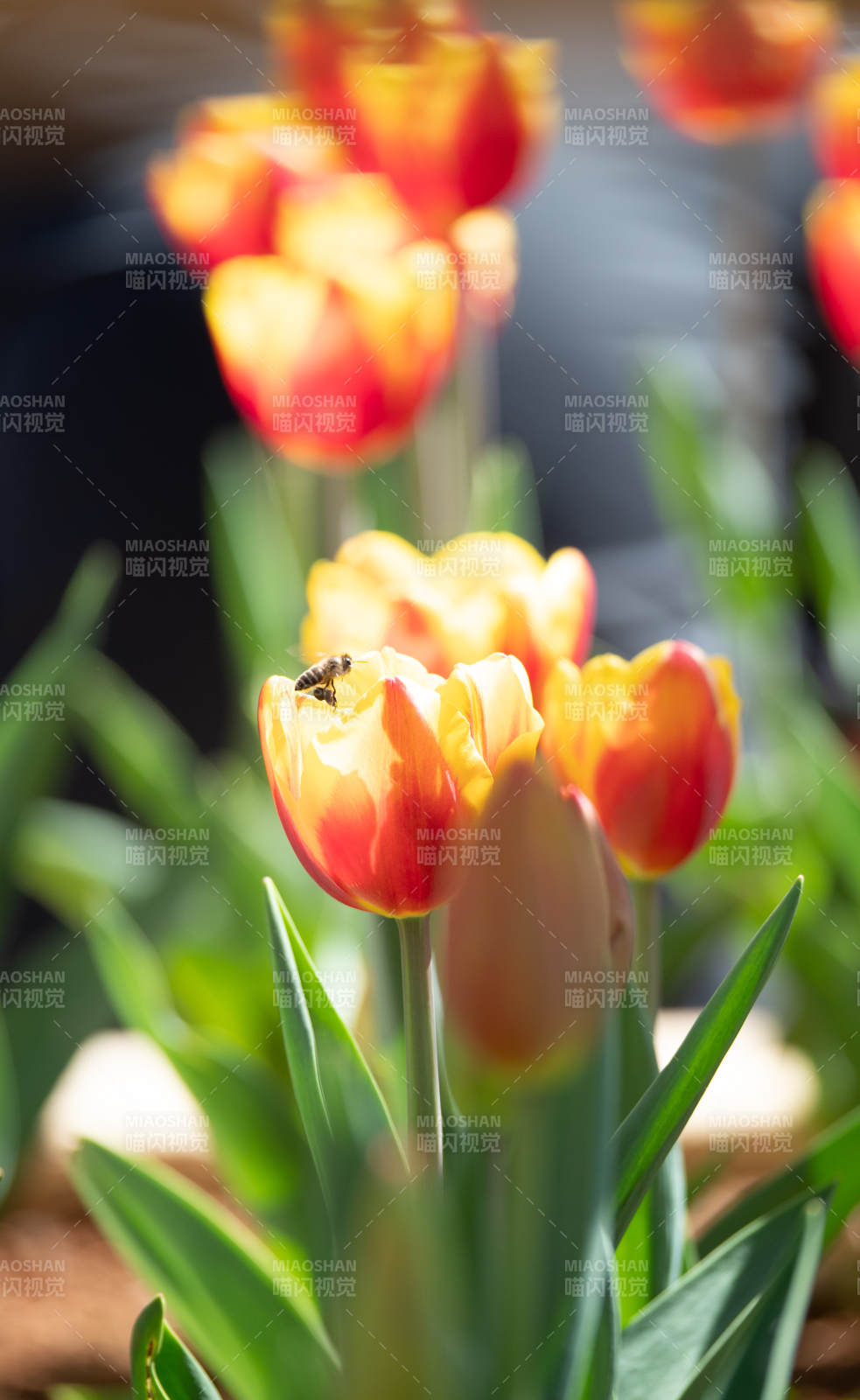 蜂采郁金香图片