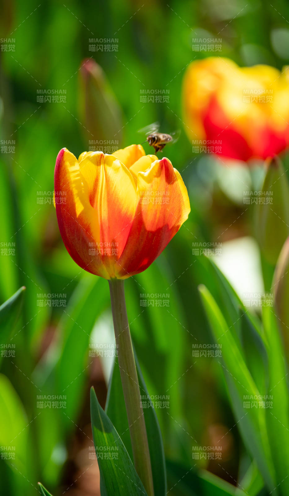 蜂舞郁金香图片