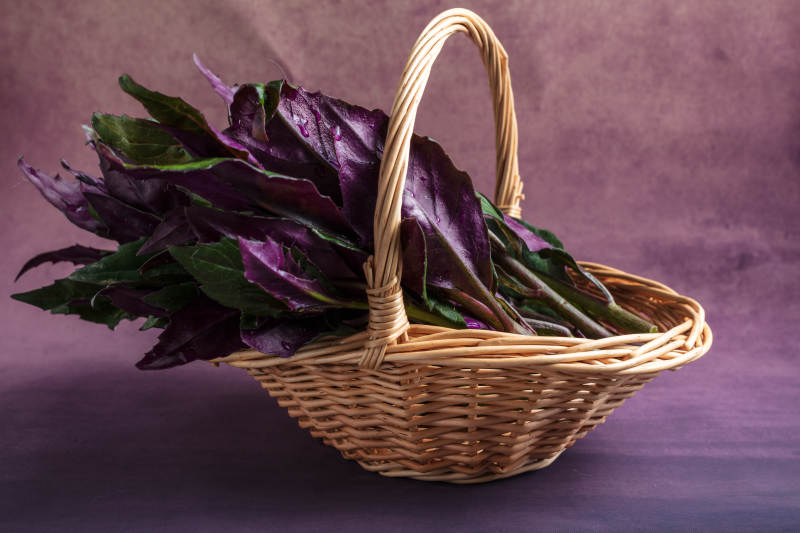 观音菜紫背菜图片