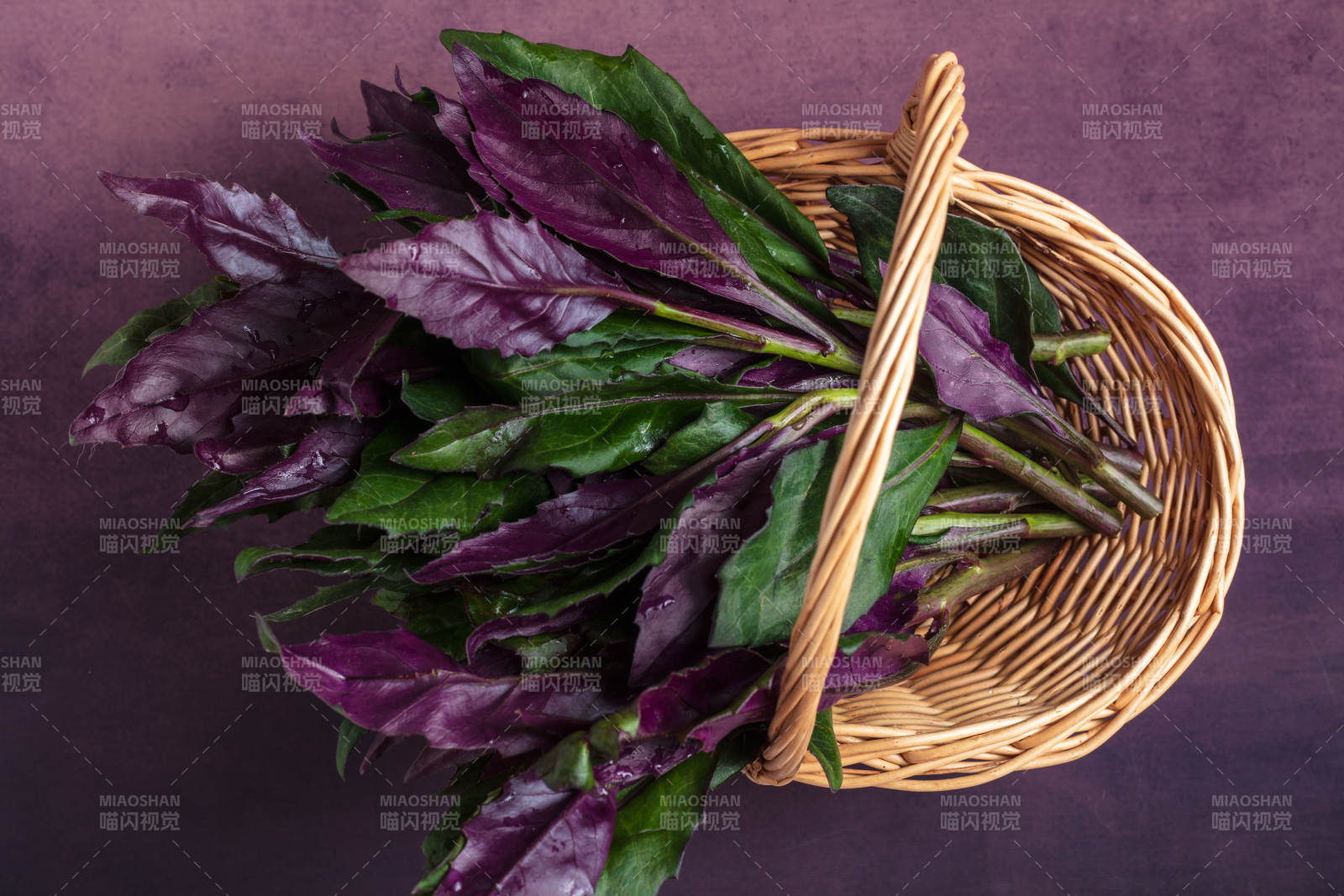 观音菜紫背菜图片