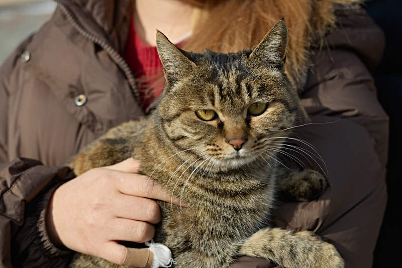 被人抱着的田园狸花猫图片