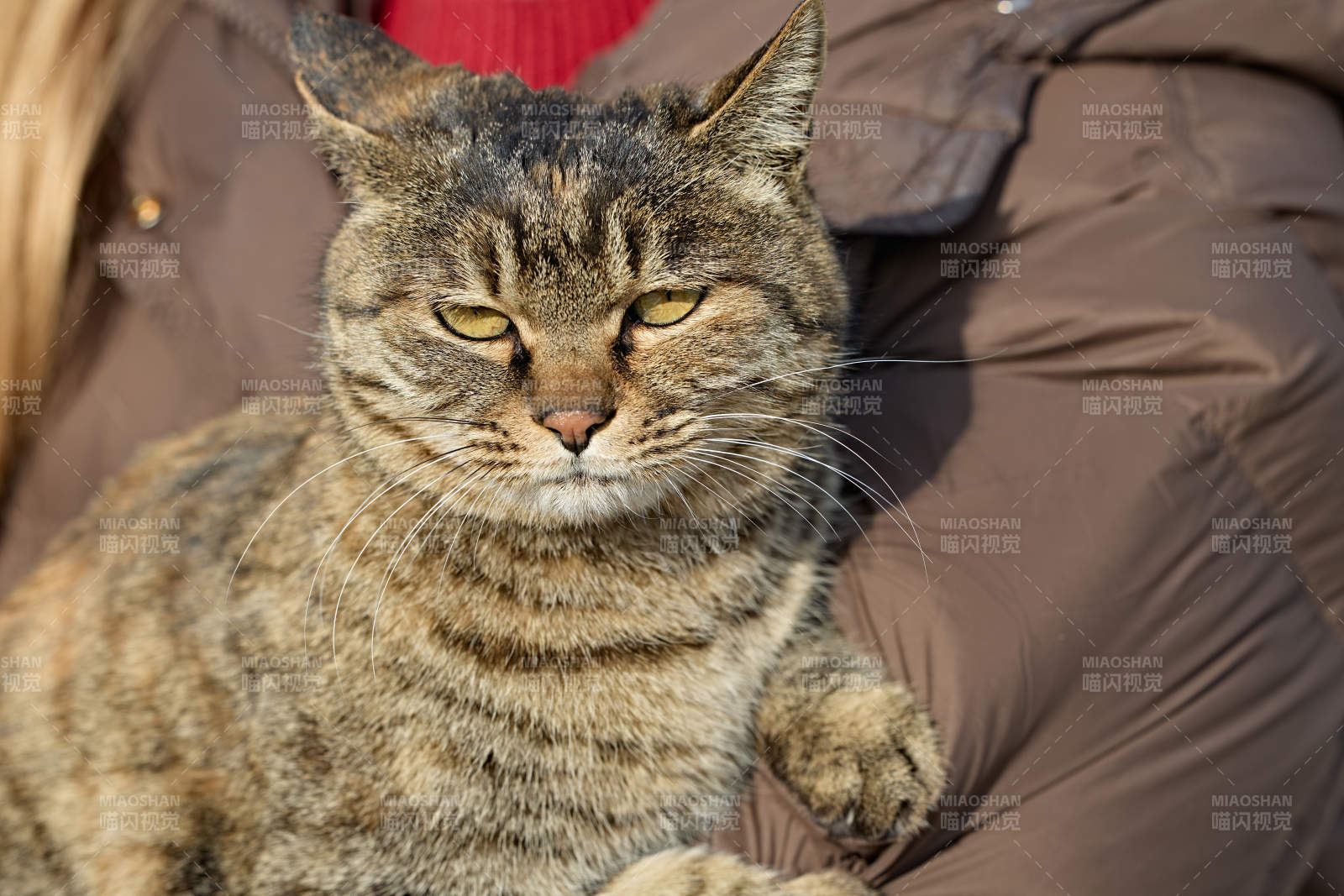 被人抱着的田园狸花猫图片