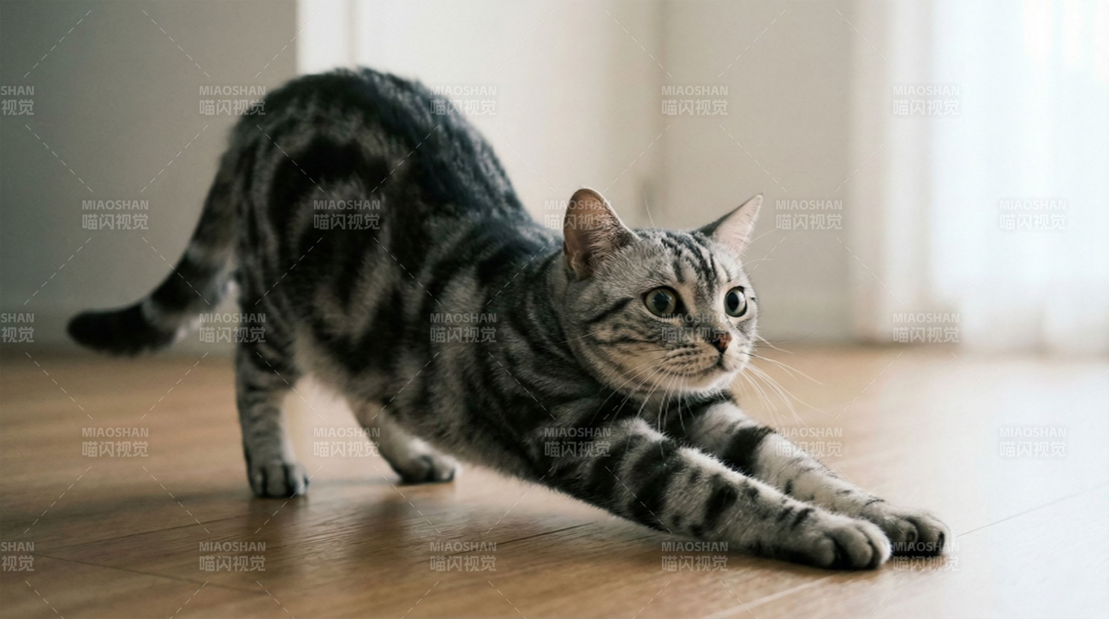 猫咪伸展姿态图片