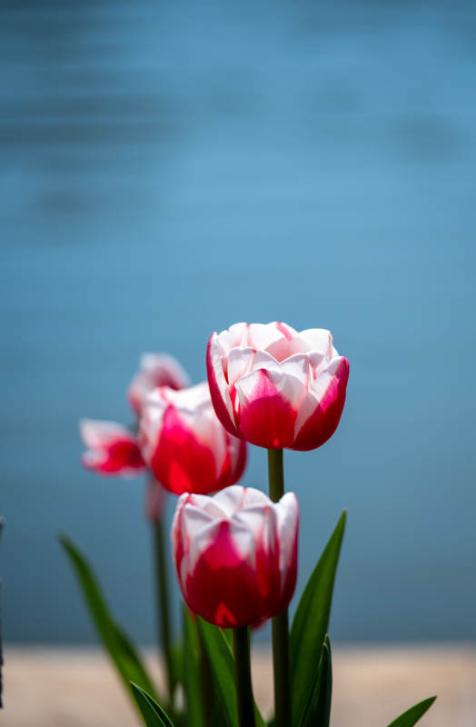 湖畔郁金香绽放图片