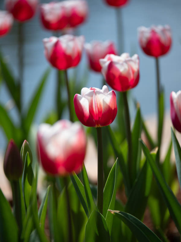 红白郁金香绽放图片