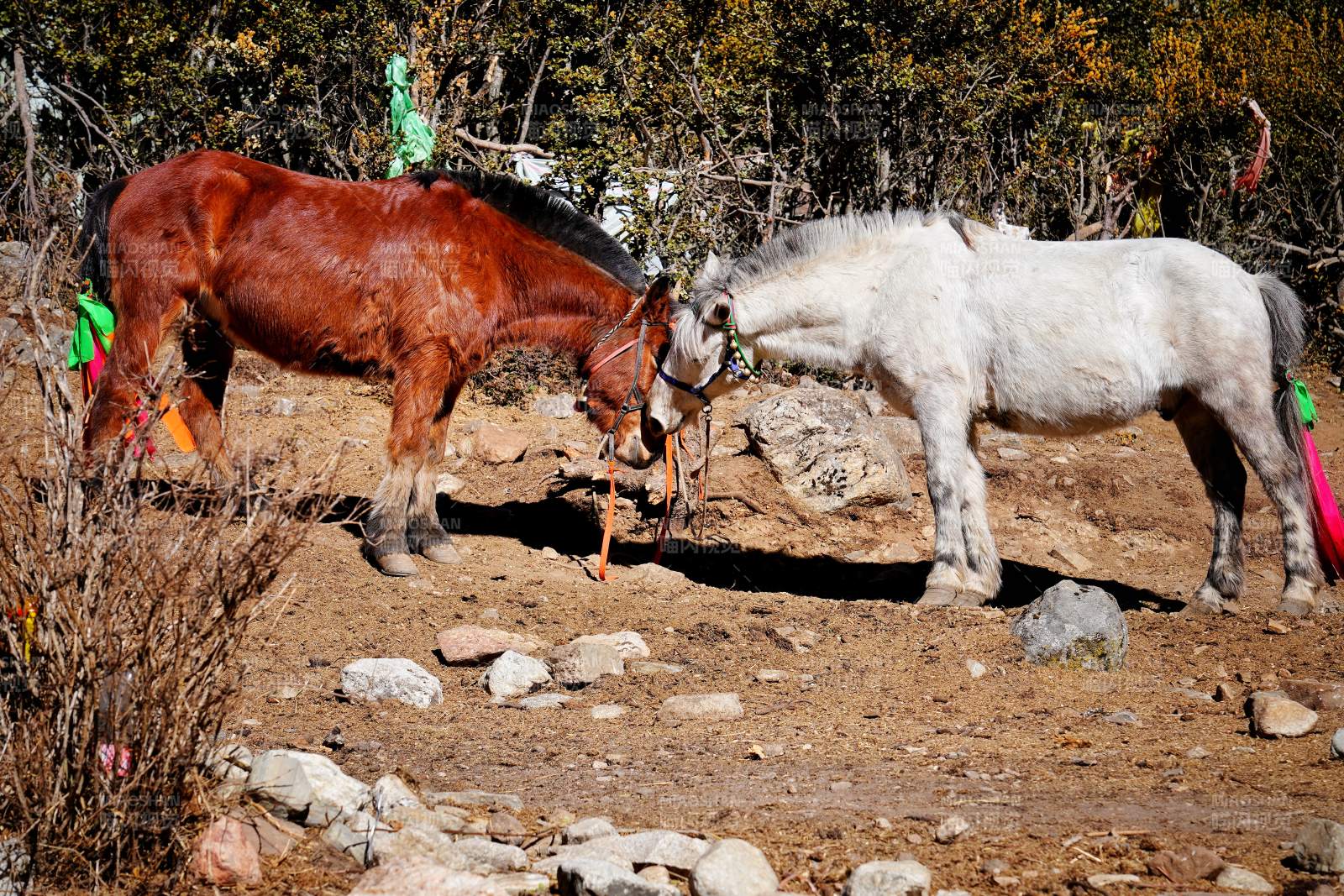 两马相依 静谧自然图片