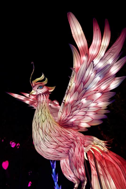 凤凰展翅 光影生辉 花灯图片