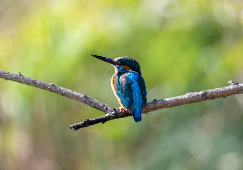 翠鸟栖枝 静观自然图片
