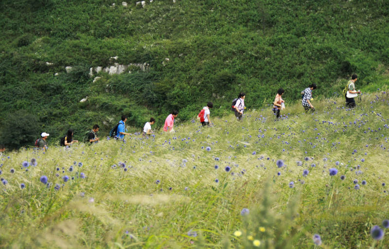花海徒步赏景图片