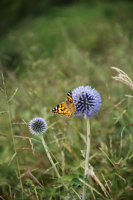 蝶舞蓝刺头图片