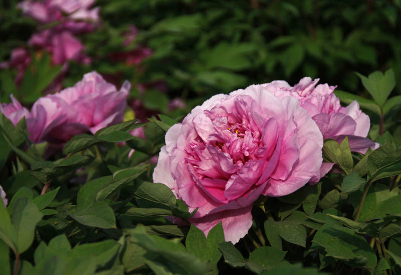 粉牡丹盛开图片