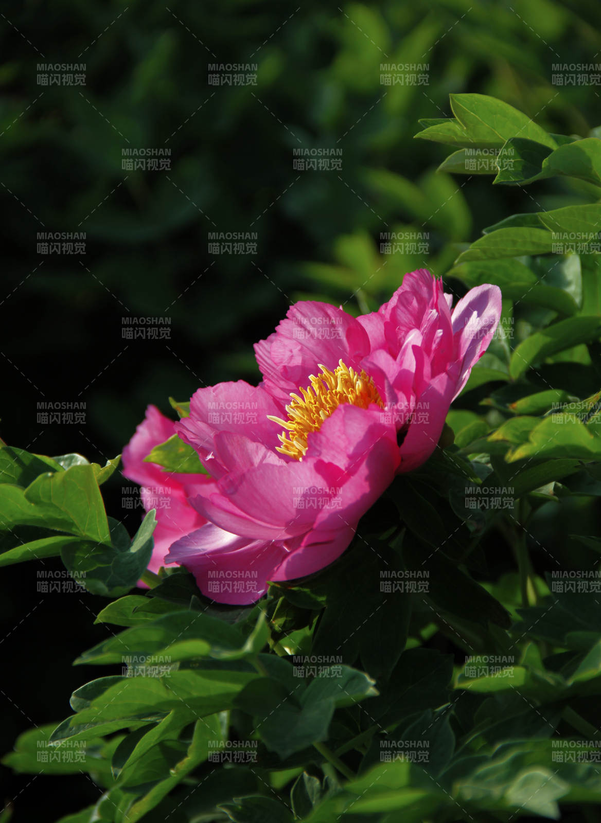 粉红牡丹绽放图片