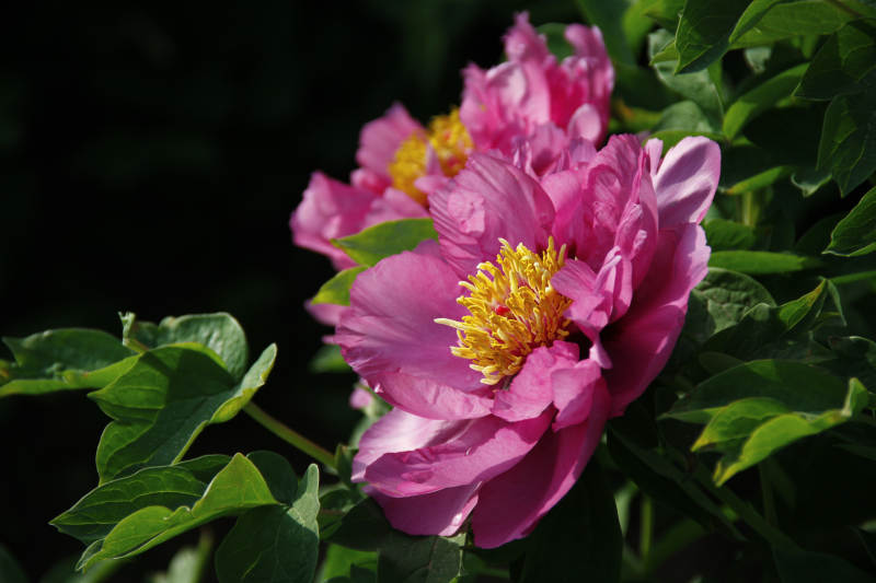 粉红牡丹绽放图片