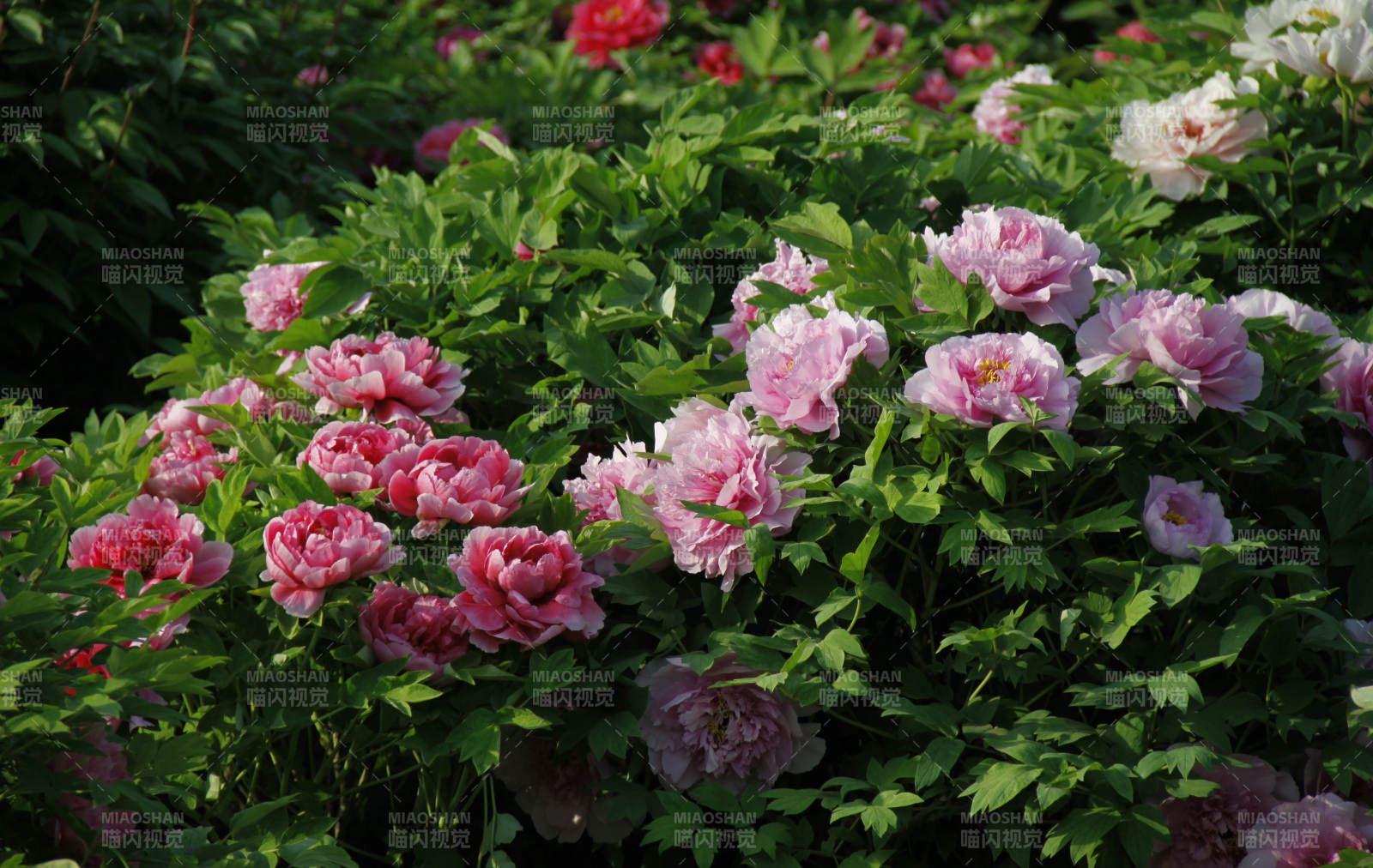 粉红牡丹盛开图片