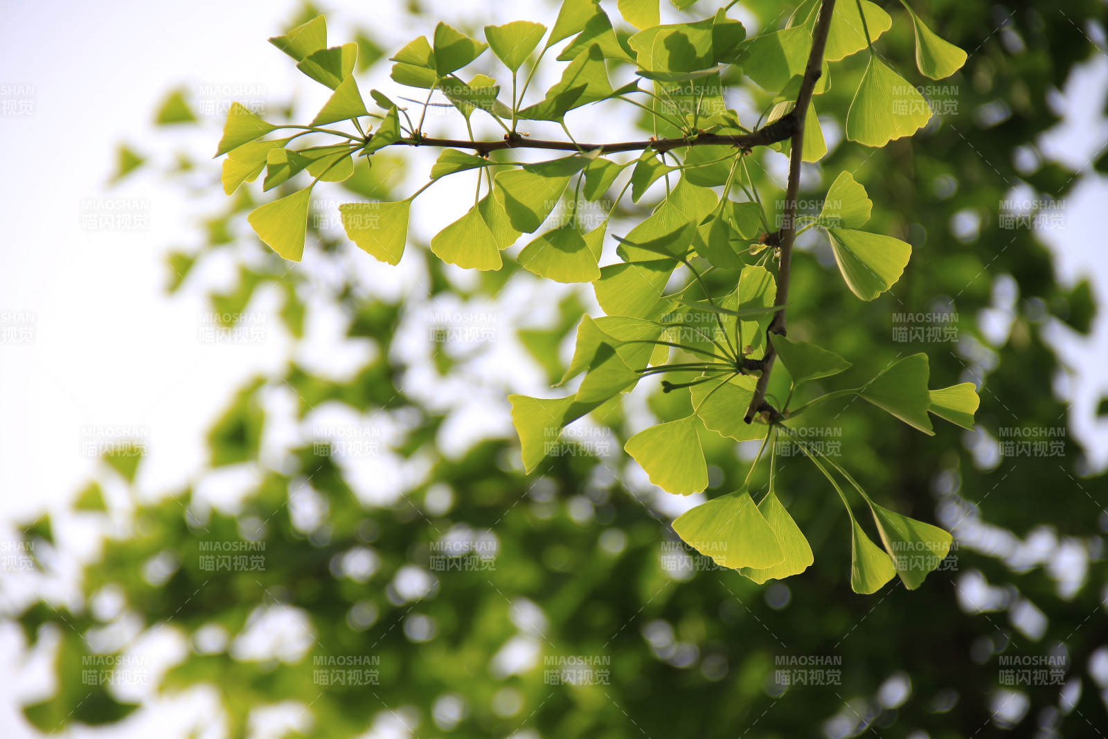 银杏叶在风中摇曳图片