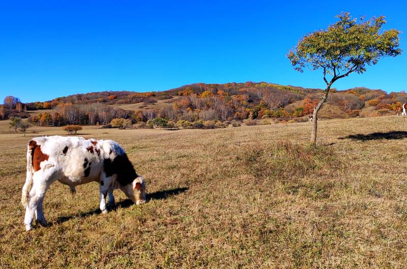 秋日牧场牛吃草图片