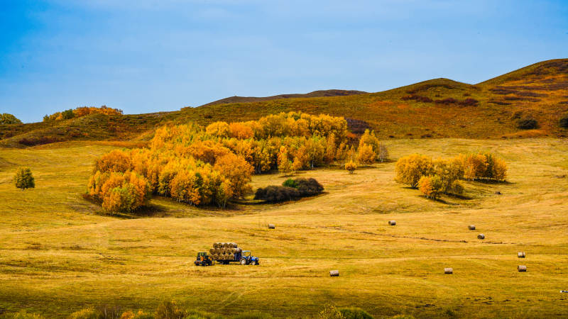 乌兰布统秋野金黄 牧草如画图片