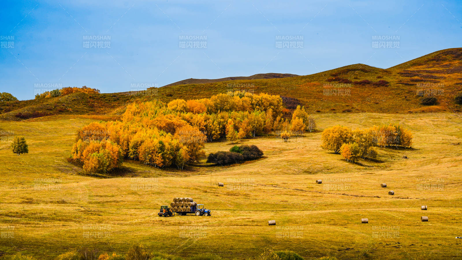 乌兰布统秋野金黄 牧草如画图片