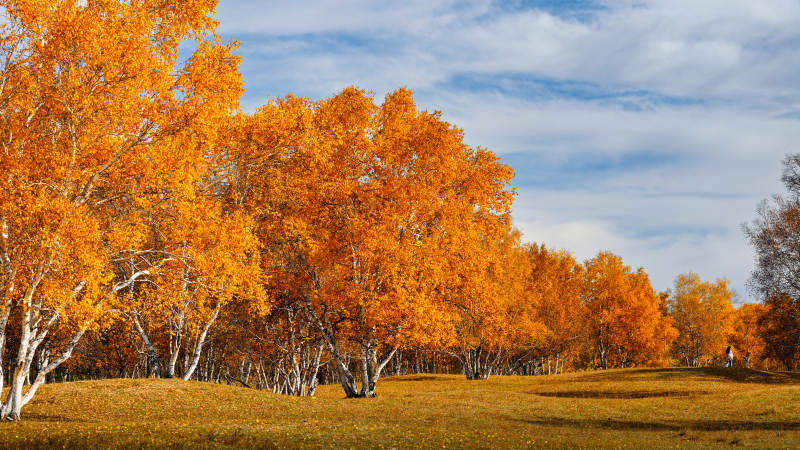 乌兰布统秋日金林美景图片