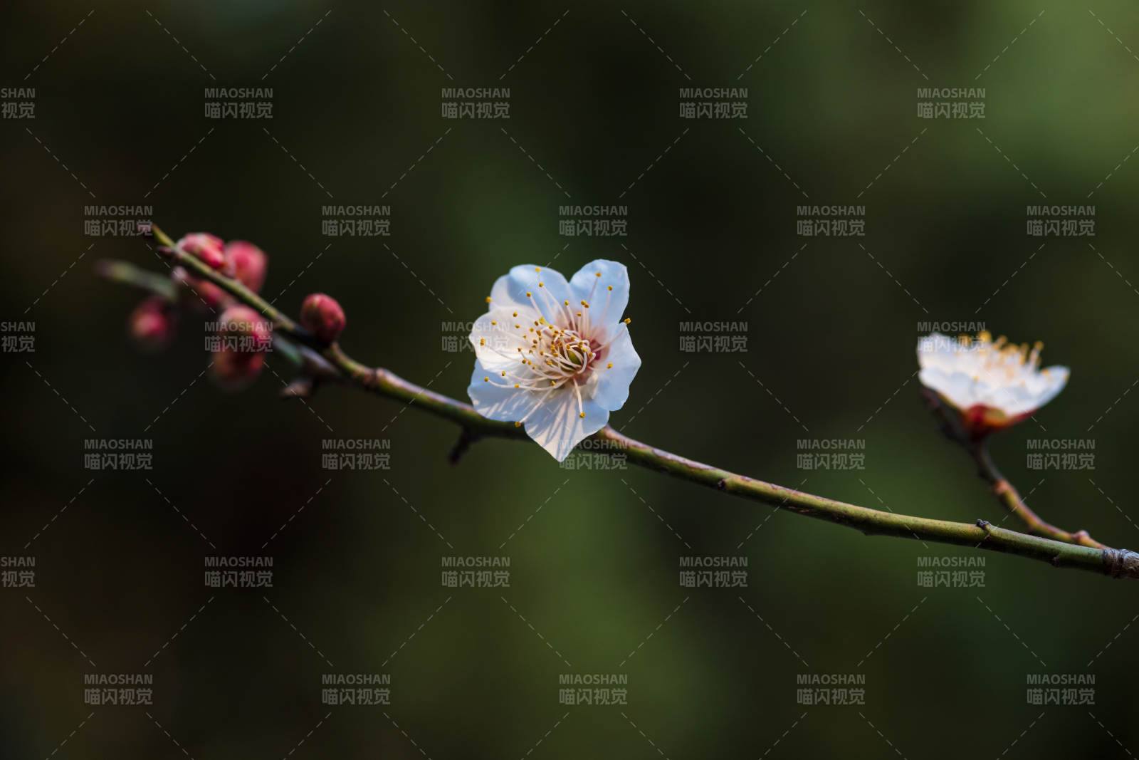 梅花绽放枝头图片