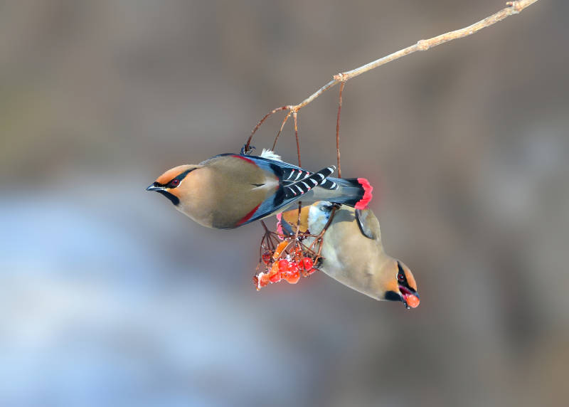 两只太平鸟争食果实图片