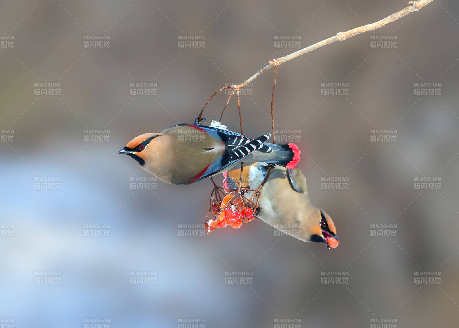 两只太平鸟争食果实图片