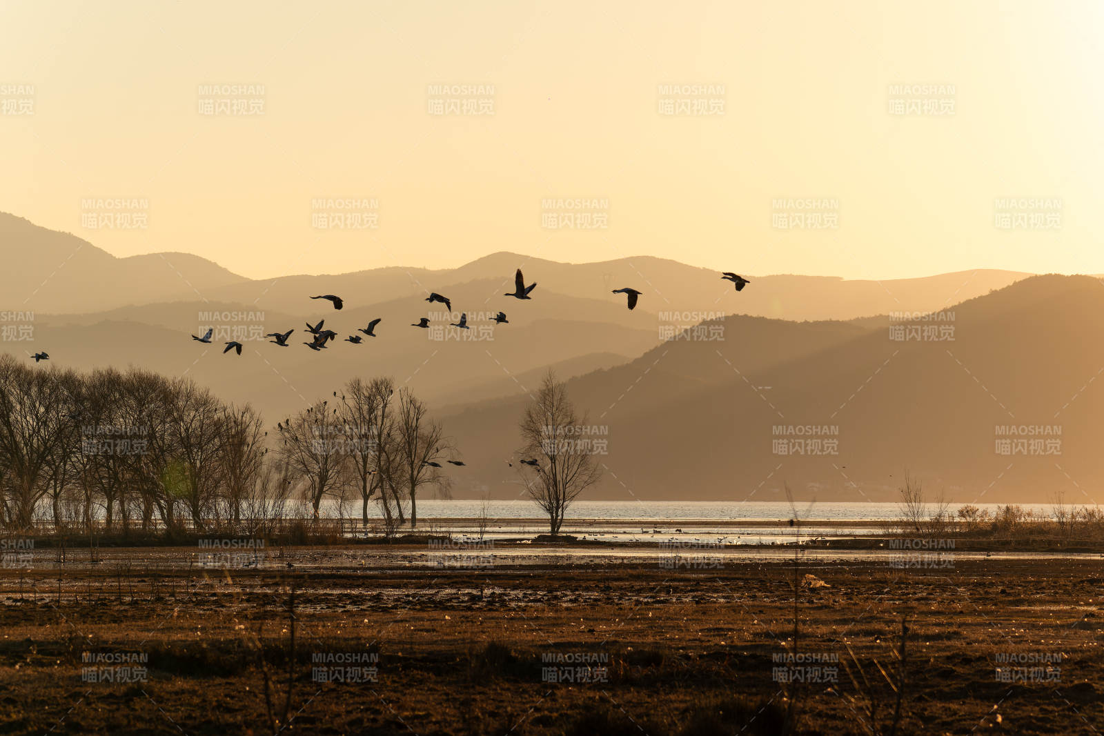 丽江拉市海湿地-飞鸟归山暮色中图片
