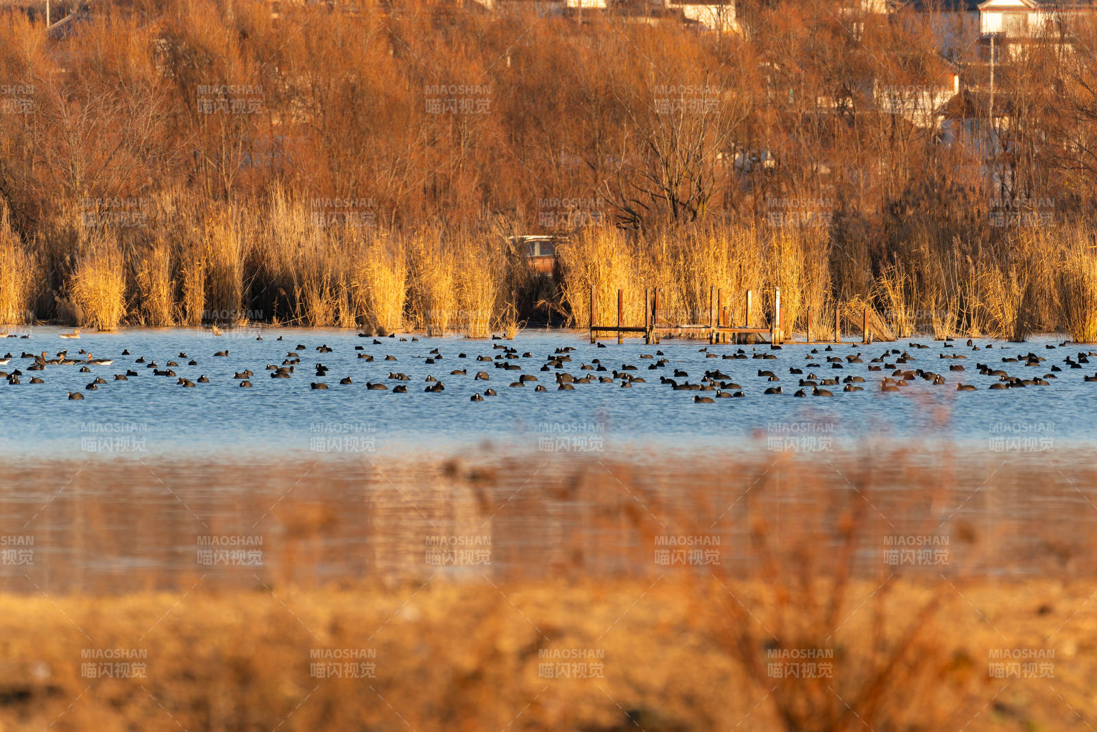 拉市海湿地鸭群栖息图图片