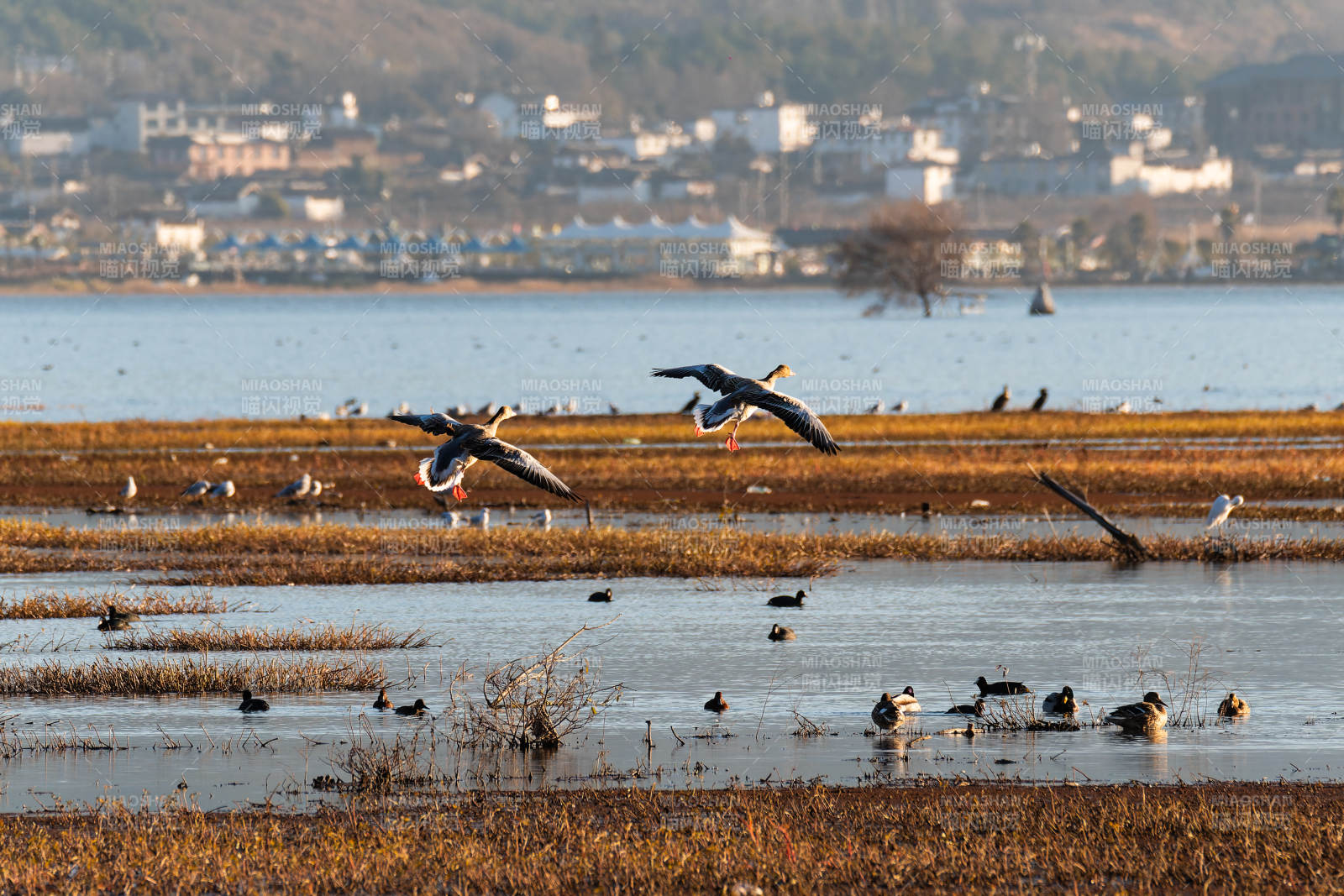 拉市海湿地湖畔飞鸟栖息图图片