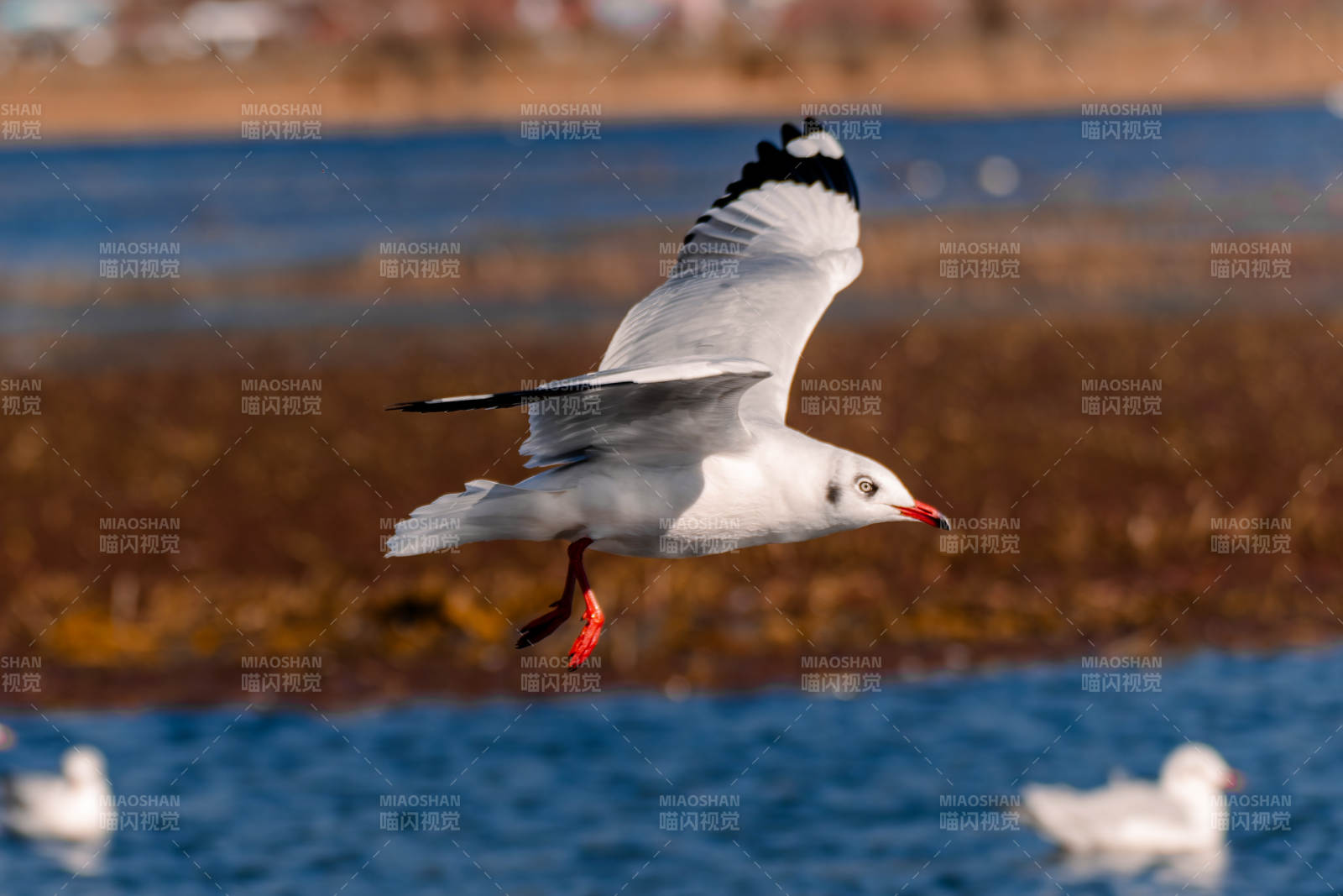 飞翔的海鸥图片