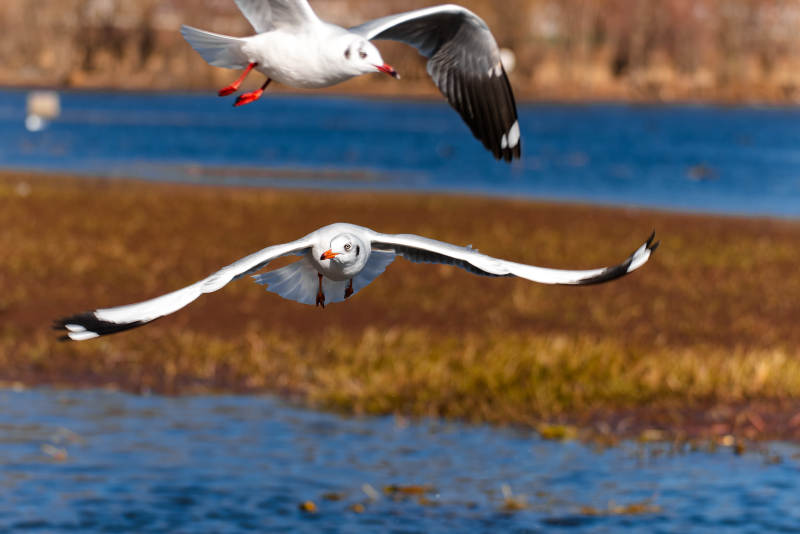 海鸥翱翔湖面图片