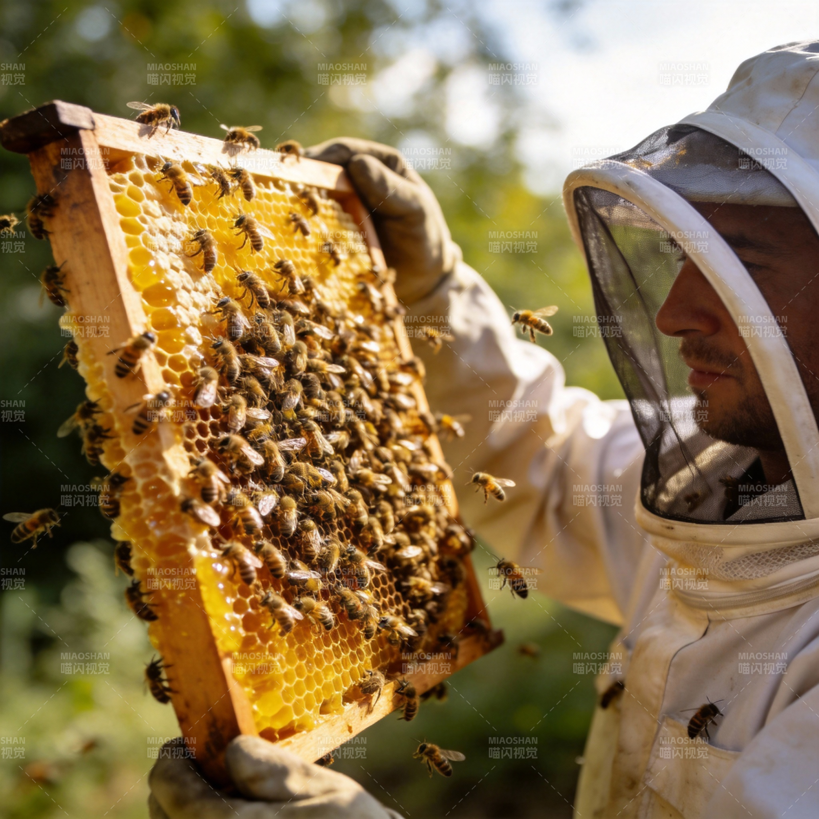 蜂农检查蜂巢图片