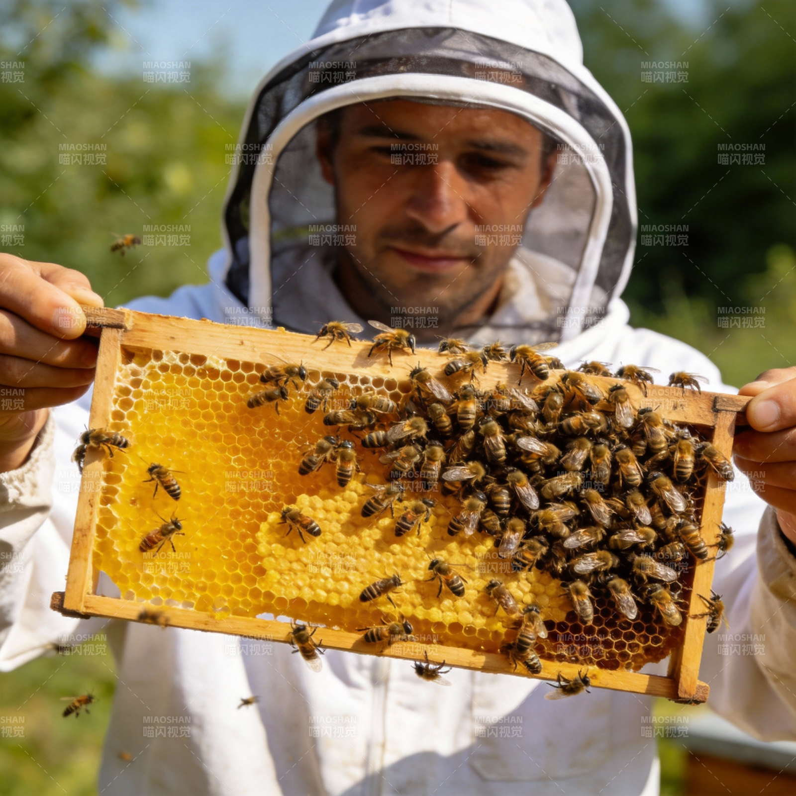 蜂农展示蜂巢图片