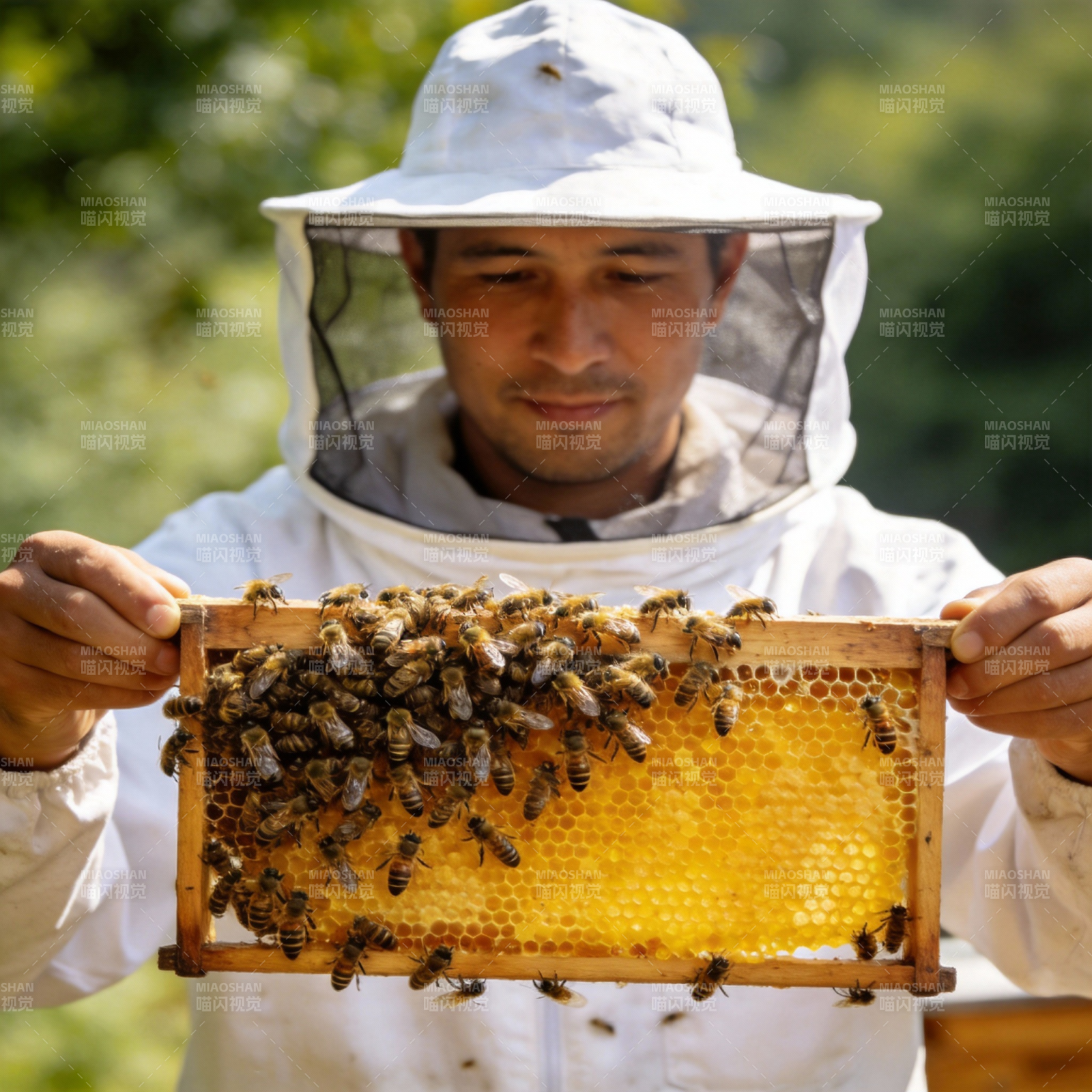 蜂农展示蜂巢图片